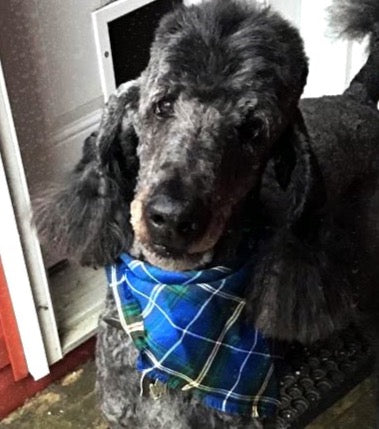 Nova Scotia Tartan Dog Scarf