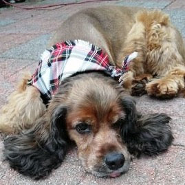 Plaid pups tartan dog scarf